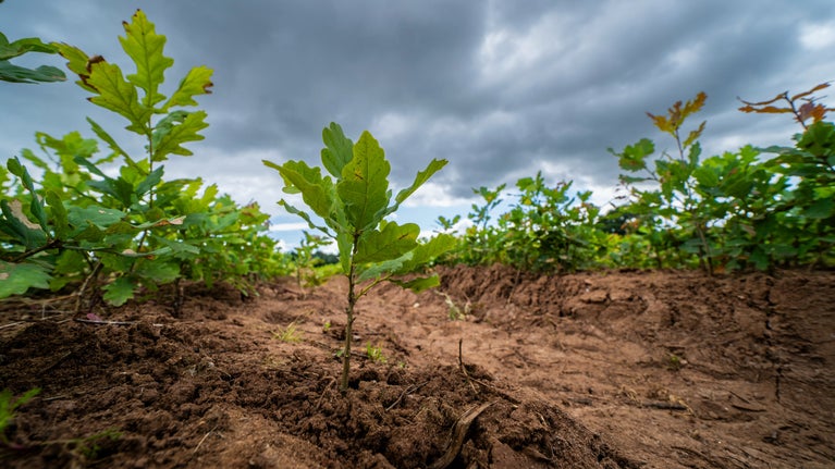 A young tree at the Heart of England forestry tree nursery